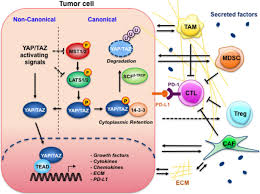 Pdf | cacti have been used by ancient civilizations for centuries to cure diseases and to heal wounds. The Complex Entanglement Of Hippo Yap Taz Signaling In Tumor Immunity Oncogene