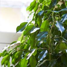 Image result for Ficus muelleriana