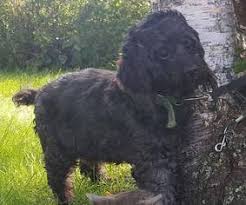 Why buy a cockapoo puppy for sale if you can adopt and save a life? Puppyfinder Com Cockapoo Dogs For Adoption Near Me In Minnesota Usa Page 1 Displays 10
