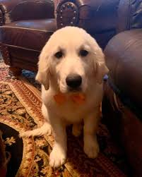 Waylon's First Christmas 🎅🏻