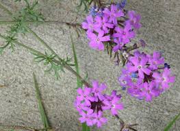 Image result for Verbena aristigera
