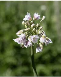 Image result for Nectaropetalum