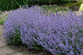 Check spelling or type a new query. 23 Perennials For Full Sun Hgtv