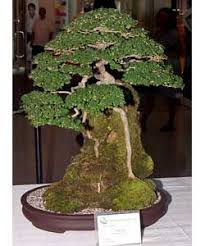 And buy the best bonsai trees. Mulawin Bonsai Google Search Bonsai Entrance Gates Design Mame Bonsai