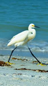 Birds For Sale In Florida Fort Myers Beach Florida Beautiful Birds Bird Photography Bird Pictures
