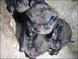 Usfws Indiana Bat Myotis Sodalis Fact Sheet