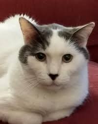 Rehoming two adult cats after owner's passing