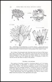 Image result for Ascolepis capensis