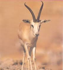 نتيجة بحث الصور عن صور غزلان Animals Kangaroo Moose