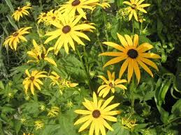 Gelber Sonnenhut Staude Rudbeckia Fulgida Var Sullivantii Goldsturm Pflanze Leuchtender Sonnenhut Blume Rudbeckie Pf Pflanzen Sonnenhut Blume Gelber Sonnenhut