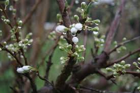 We did not find results for: It S Time To Feed Your Fruit Trees Edible Backyard