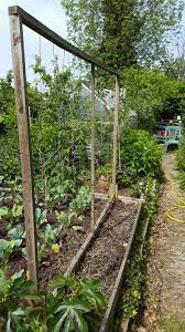 Dig a hole slightly wider than and the same. How Do You Support Runner Beans Bbc Gardeners World Magazine