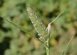 Image result for Crypsis schoenoides