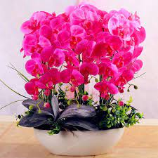 50 Pcs Rare Dwarf Trees Cymbidium Orchid Butterfly Home Garden Flower Seeds Orchid Seeds Flowers Perennials Orchid Plants
