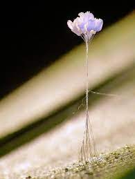 Enignmatica Flor Que Crece Cada 3000 Anos Vuelve A Aparecer En La Tierra Bioguia Historia De Las Flores Apareciste Tu Flores Pequenas