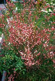 Philipoliver Net Great Gardening Site For Choosing Plants Plants Garden Shrubs Invasive Plants