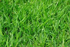 We did not find results for: Our Quick Guide To Finding The Best Fescue Grass Seed Properly Rooted