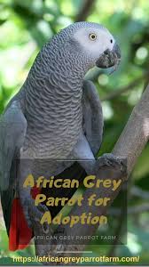 Exotic Bird Eggs For Sale In Usa African Grey Parrot For Adoption Find Parrots For Adoption African Grey Parrot African Grey Parrot
