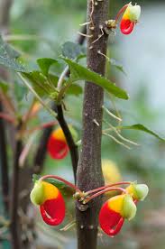 Image result for Impatiens niamniamensis