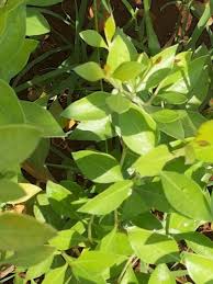 Sulo Shomegarden Maruthani Henna Mehandi Henna Plant Plant Leaves Plants