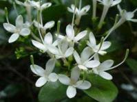 Image result for Pavetta gardeniifolia