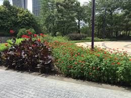 Image result for Panicum graciliflorum