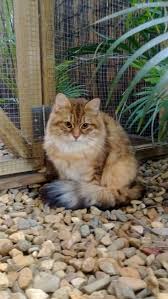 You can follow his update and. Siberian Cats Posts Facebook