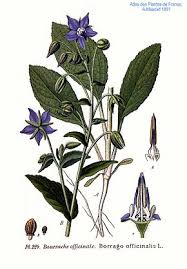 Bourrache Officinale Wikipedia