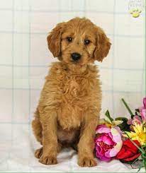 Maybe you would like to learn more about one of these? We Have Some Great Family Dogs Stoney Creek Puppies Facebook