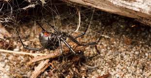 Black widow spiders have a smaller range than widow spiders. Black Widow Is B C S Only Dangerous Spider And It S Shy Times Colonist