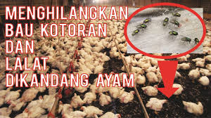 Cara Menghilangkan Bau Kotoran Lalat Di Kandang Ayam Seputar Budidaya Ayam Pedaging Part 2 Youtube