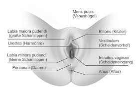The vagina can also act as a route to other parts of the body. Anatomie Der Vulva