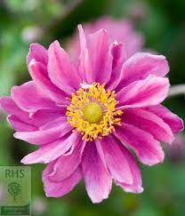 Anemone Hupehensis Var Japonica Pamina Japanese Anemone Japanese Anemone Anemone Anemone Flower