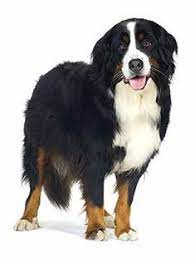 Please see our website for puppy availability and waiting list. Bernese Mountain Dog The Most Favorite Dog And My First Dog Mountain Dog Breeds Bernese Mountain Dog Mountain Dogs