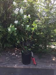 Its leaves are medium green and deciduous, a stunning ornamental piece, with the added benefit of small edible berries. Amelanchier Alnifolia Serviceberry