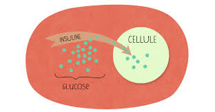L Insuline Cette Hormone Qui Nous Fait Grossir Jour Apres Jour