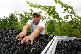 Resultado de imagen de Dada wines
