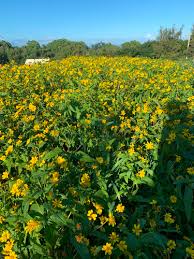 Image result for Guizotia