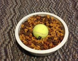 17 Astuces Indispensables Pour Tous Ceux Qui Ont Un Chien Dog Food Recipes Dog Food Bowls Dogs
