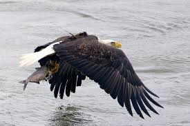 Conowingo Dam: a great place to view eagles and to resight eagle bands