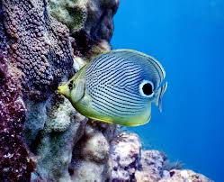 Sea Wonder: Butterfly Fish | National Marine Sanctuary Foundation