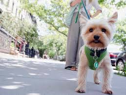 Image result for yorkshire haircut