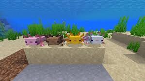 1 spawning 1.1 colors 2 behavior 3 breeding 4 sounds 5 data values 5.1 id 5.2 entity data 5.2.1 axolotl color 6 achievements 7 advancements 8 history 9 issues 10 trivia 11 gallery 11.1 screenshots 11.2 in other media 12 references in bedrock edition, axolotls spawn underground (that is, below an opaque block) in. 13 Things You Didn T Know About Axolotl In Minecraft Mod Apk