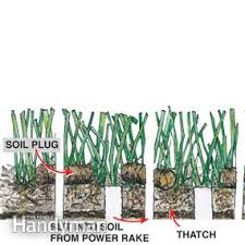 Fertilizer/urine burns can be treated with shallow waterings to remove the excess nitrogen and salt. How To Revive Grass Thinning Lawn Diy