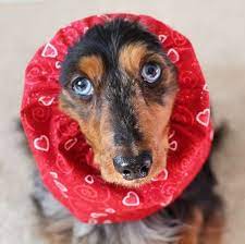 Using Hydrogen Peroxide To Clean Ears Is It Good For Your Dog Dogtime Cleaning Dogs Ears Dog Snood Dog Neck Warmer