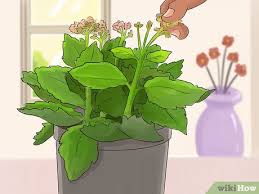 However, like most succulents, kalanchoes generally don't require extensive pruning to stay healthy and blooming. How To Prune Kalanchoe 7 Steps With Pictures Wikihow