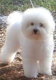 Find bichon frise dogs and puppies from north carolina breeders. Bichon Frise