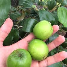 Ini dia cara mudah menanam pohon bidara sendiri! Baja Pokok Bidara Berbuah Lebat 13 Dalam 1 Lengkap 100 Original Shopee Malaysia