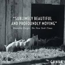 Where his prior film, the acclaimed epic aquarela, was a reminder of the fragility of human tenure on earth, in gunda, master filmmaker viktor kossakovsky reminds us. Gunda Director Viktor Kossakovsky Interview With Animal Outlook S Erin Wing Animal Outlook