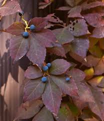 Image result for Parthenocissus quinquefolia